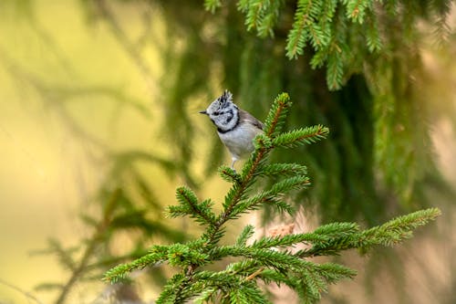 Безкоштовне стокове фото на тему «@outdoor, ave, lophophanes cristatus»