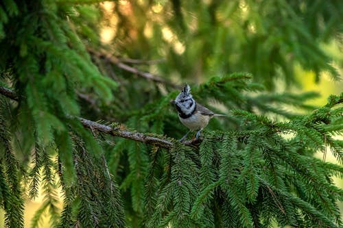 Gratis stockfoto met @buitenshuis, afbeelding, animal wing