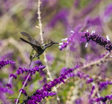 A hummingbird gracefully hovers, sipping nectar from bright purple blooms.