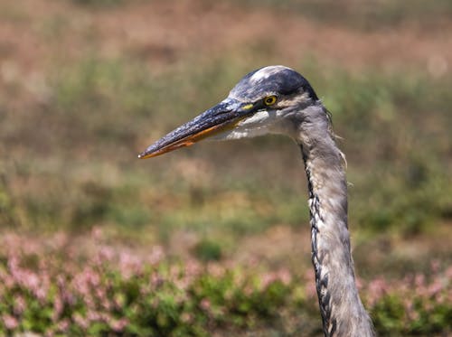 Great Blue Heron Head