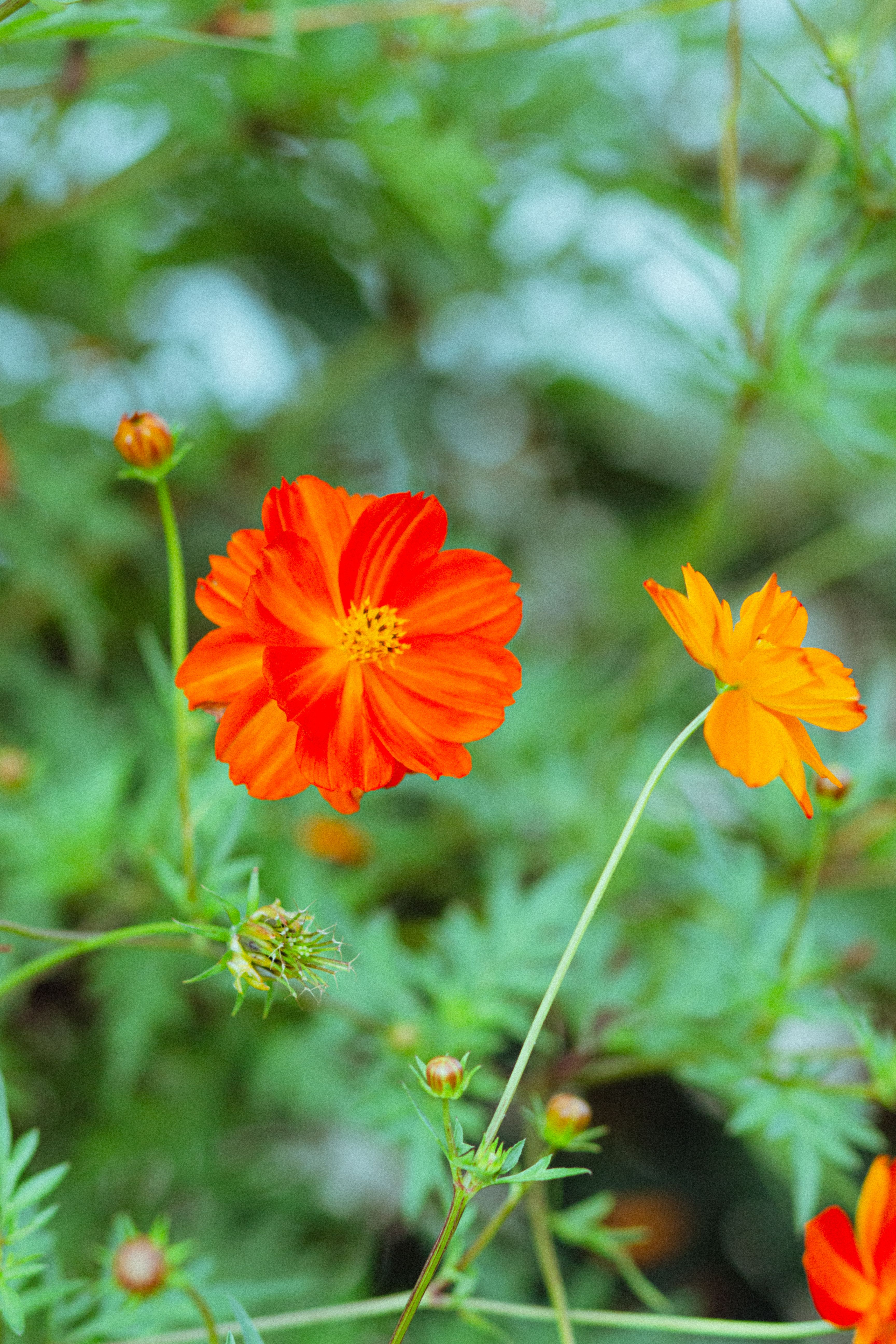 Sping Colors Photos, Download The BEST Free Sping Colors Stock Photos ...