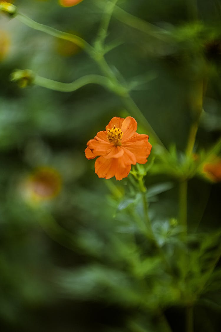 Delicate Sulfur Cosmos Flower