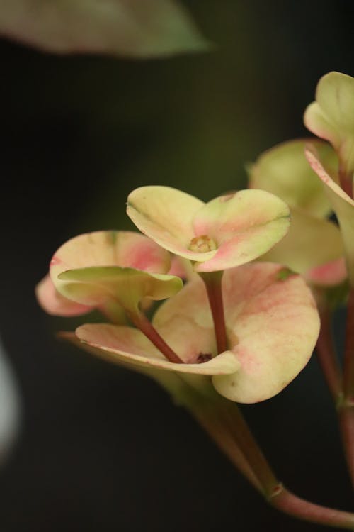Ilmainen kuvapankkikuva tunnisteilla eksoottinen, kasvi, kasvikunta