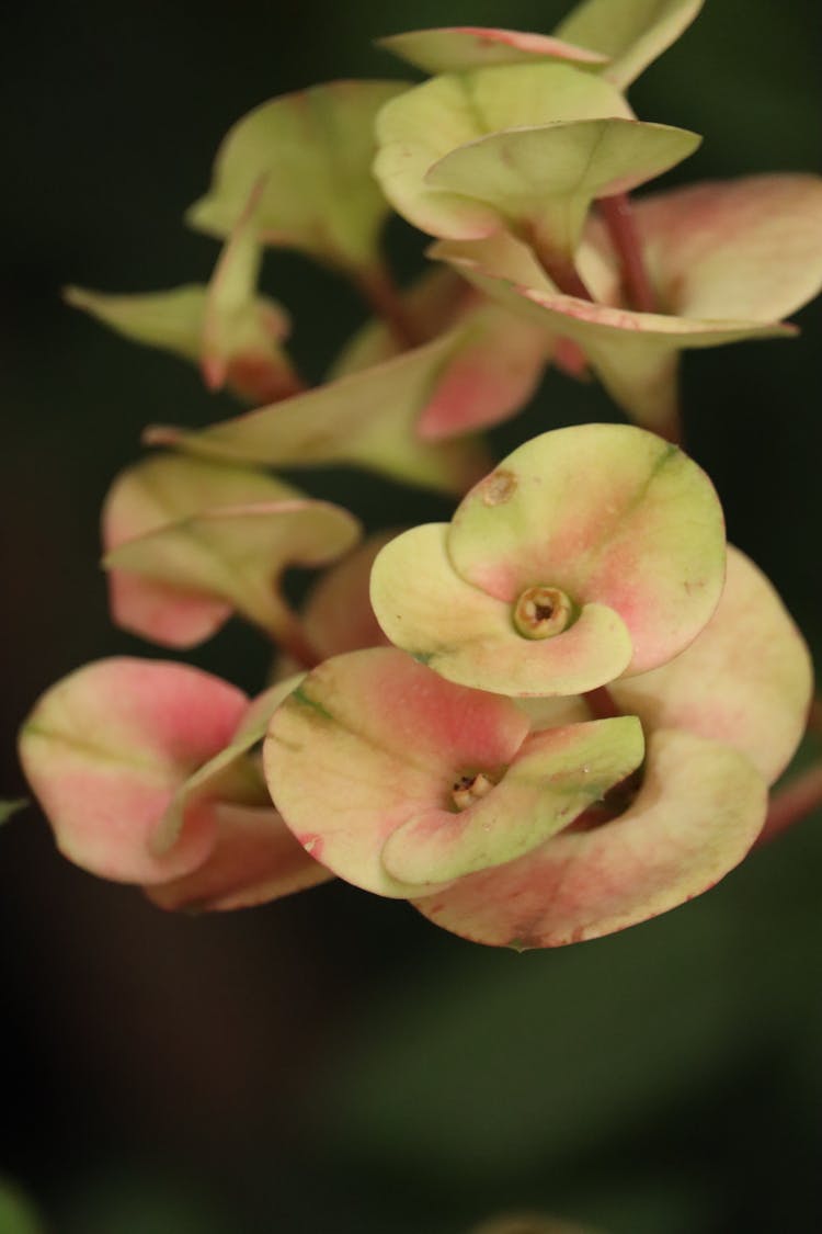 Delicate Flowers In Close-up View