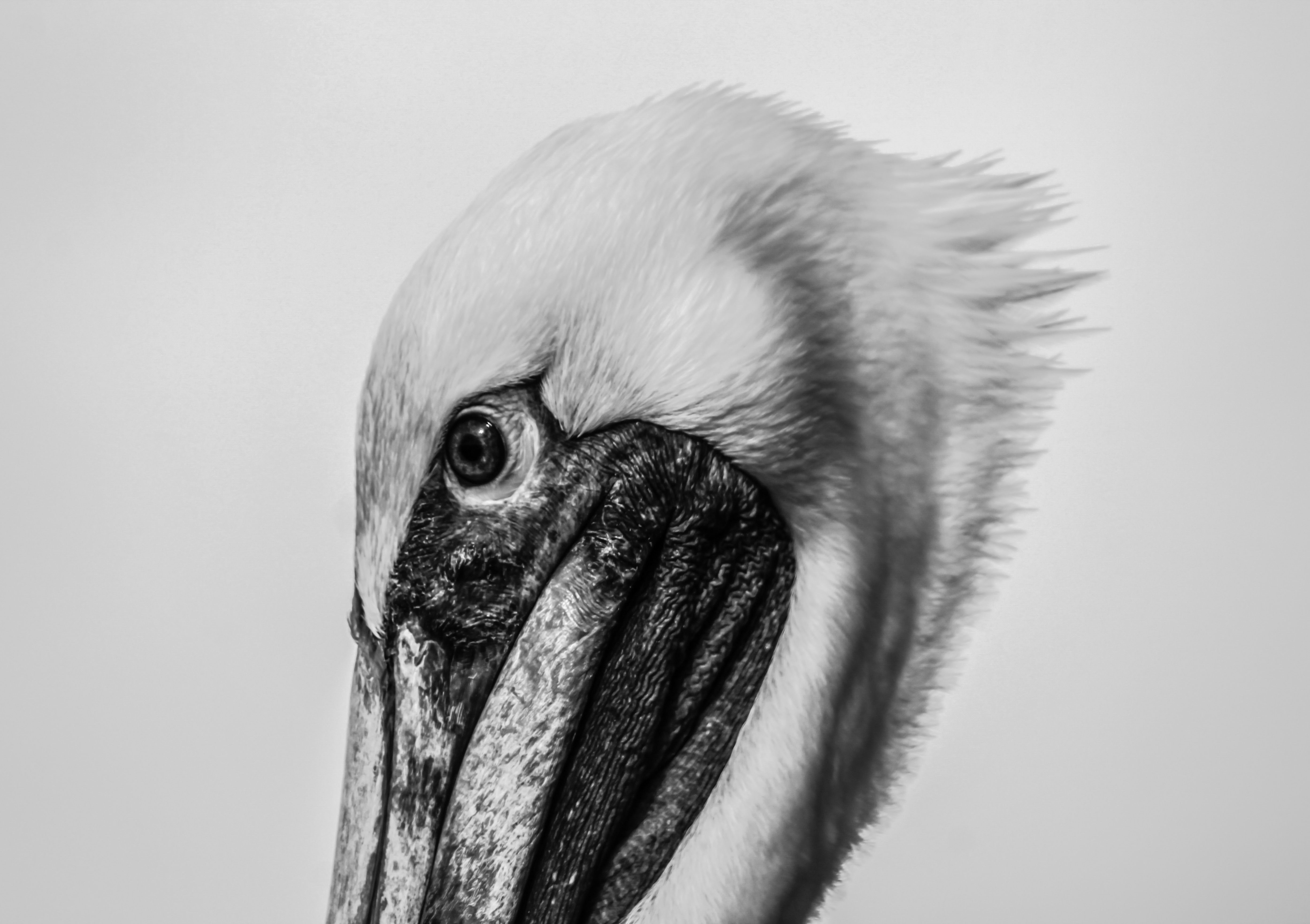 Pelican in Black and White · Free Stock Photo