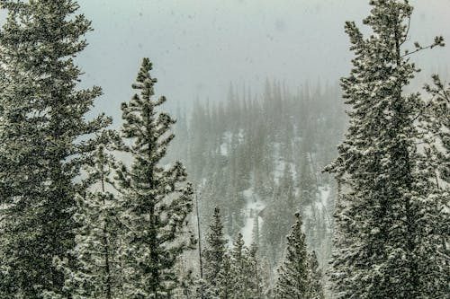 Conifers in Forest in Winter