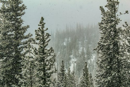 Foto d'estoc gratuïta de arbres, bosc, boscos