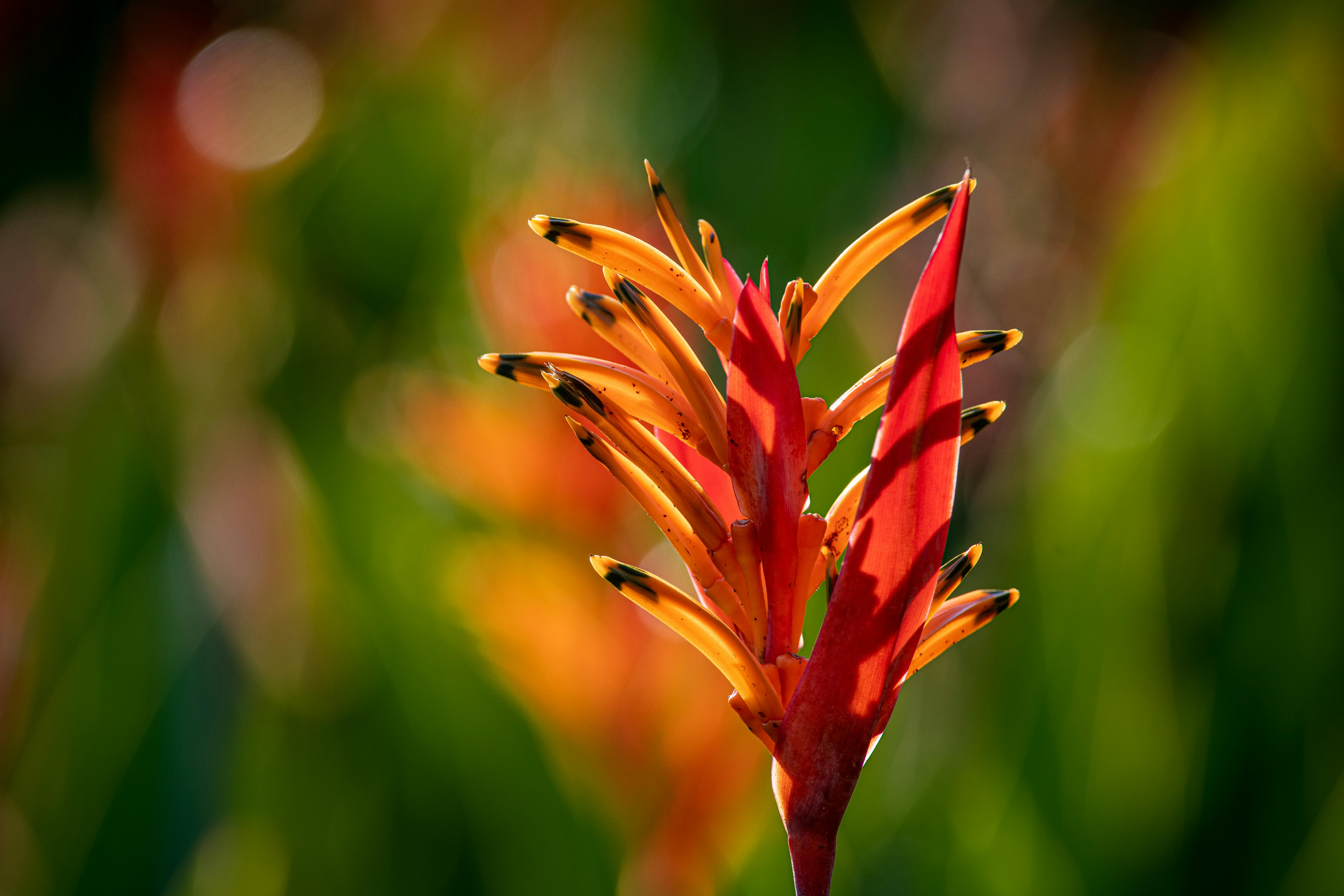 Language Preservation: Keeping Embera Voices Alive