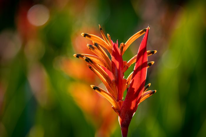 Mi Jardín es Su Jardín y los jardines de Boquete