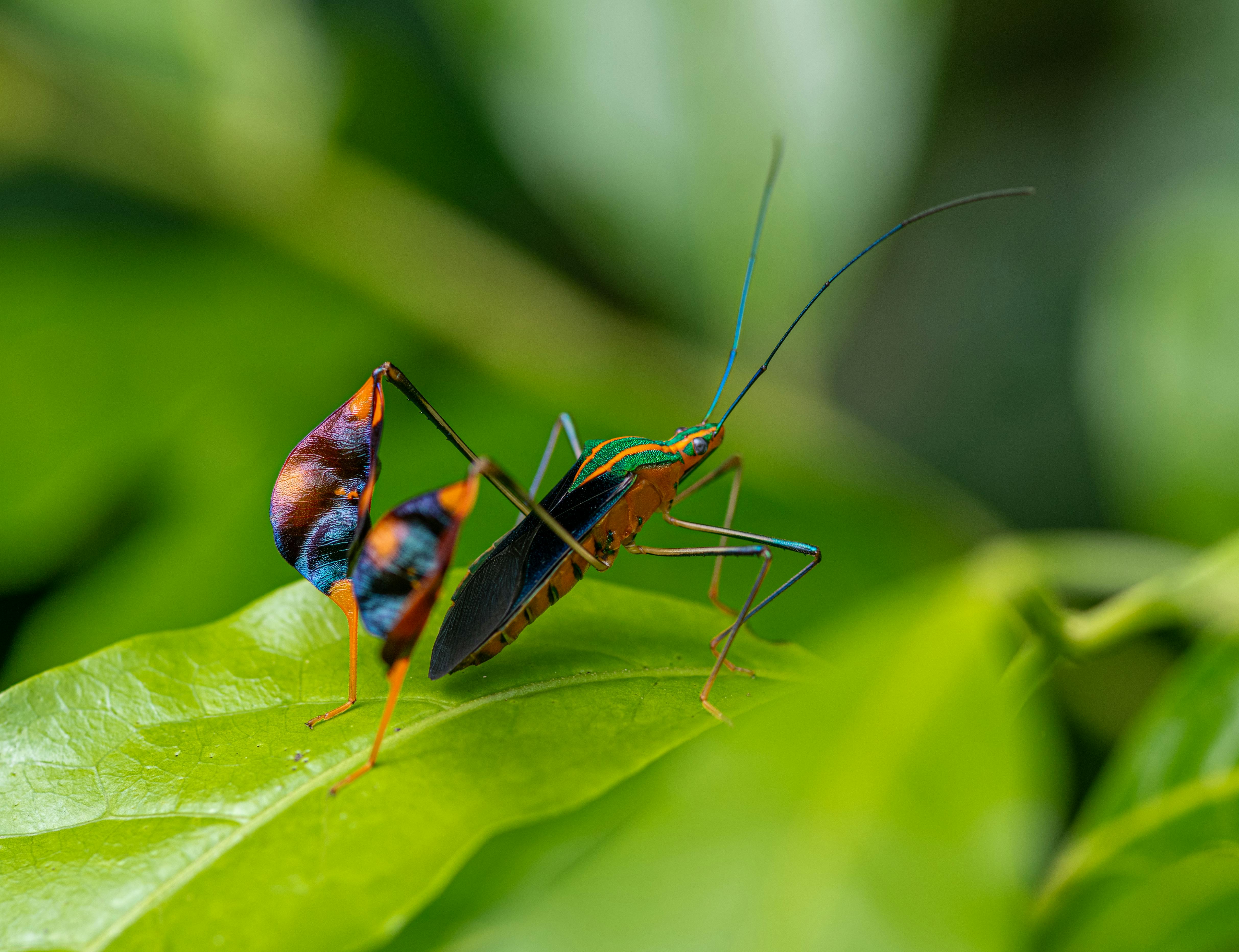 Insect Lifecycle Photos, Download The BEST Free Insect Lifecycle Stock ...