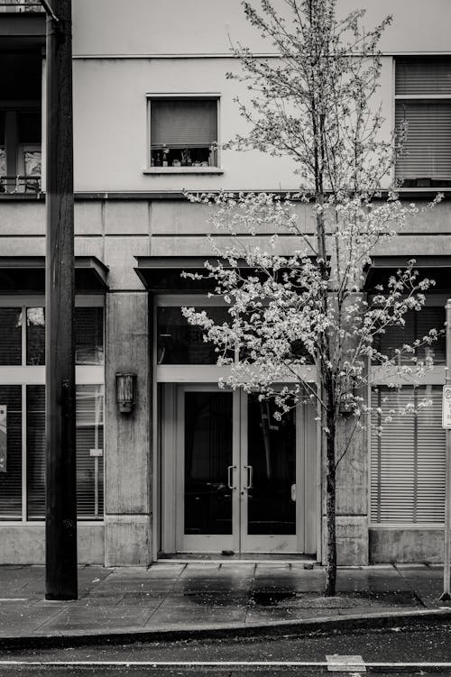 Tree in Front of a Building in Black and White