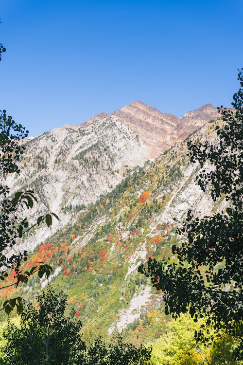 Foto profissional grátis de alto, árvores, cênico