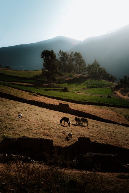 Darmowe zdjęcie z galerii z dolina, krowy, łąka