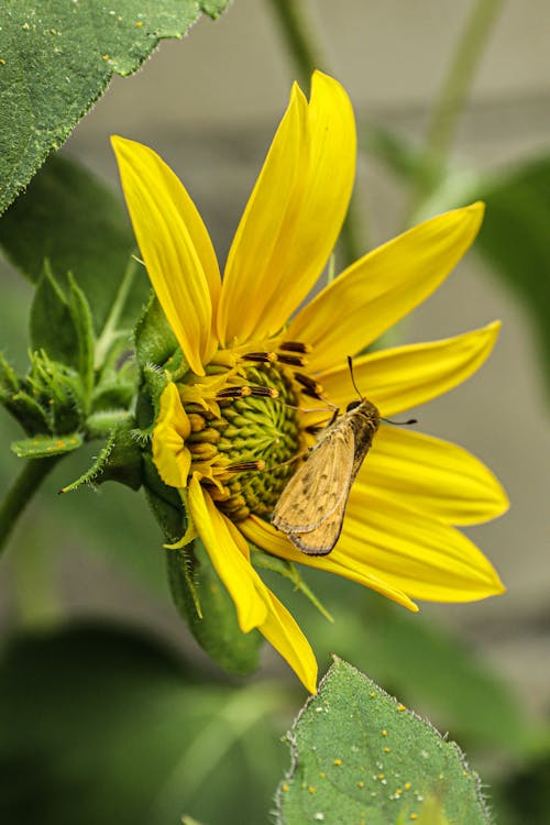 Moth on a Yellow Flower