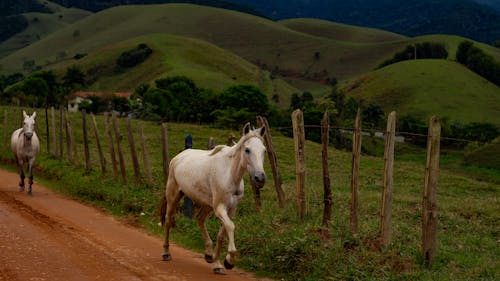 Fotos de stock gratuitas de agricultura, caballo, camino rural