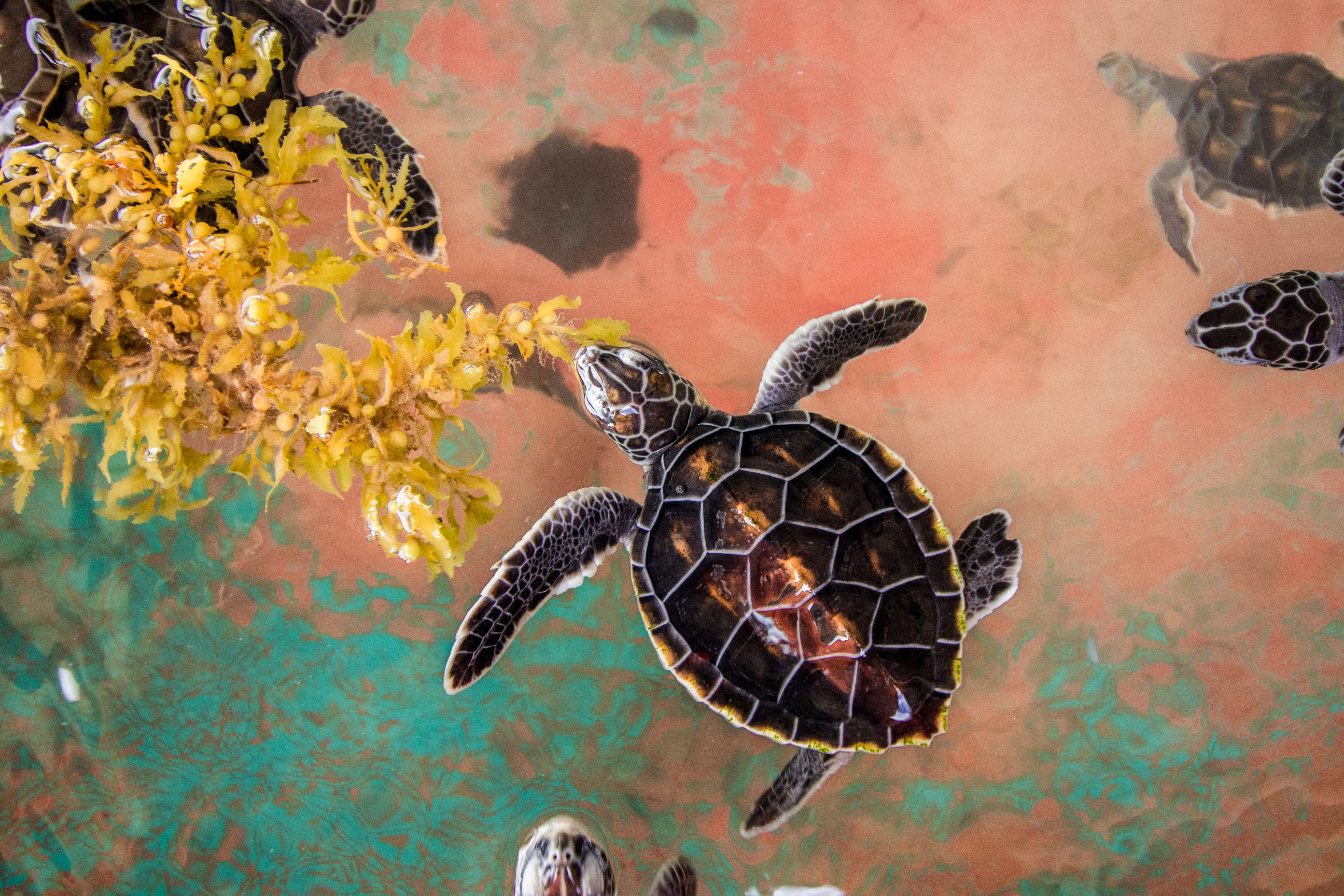 Sea turtles exploring vibrant aquatic plants in clear tropical waters, showcasing nature.