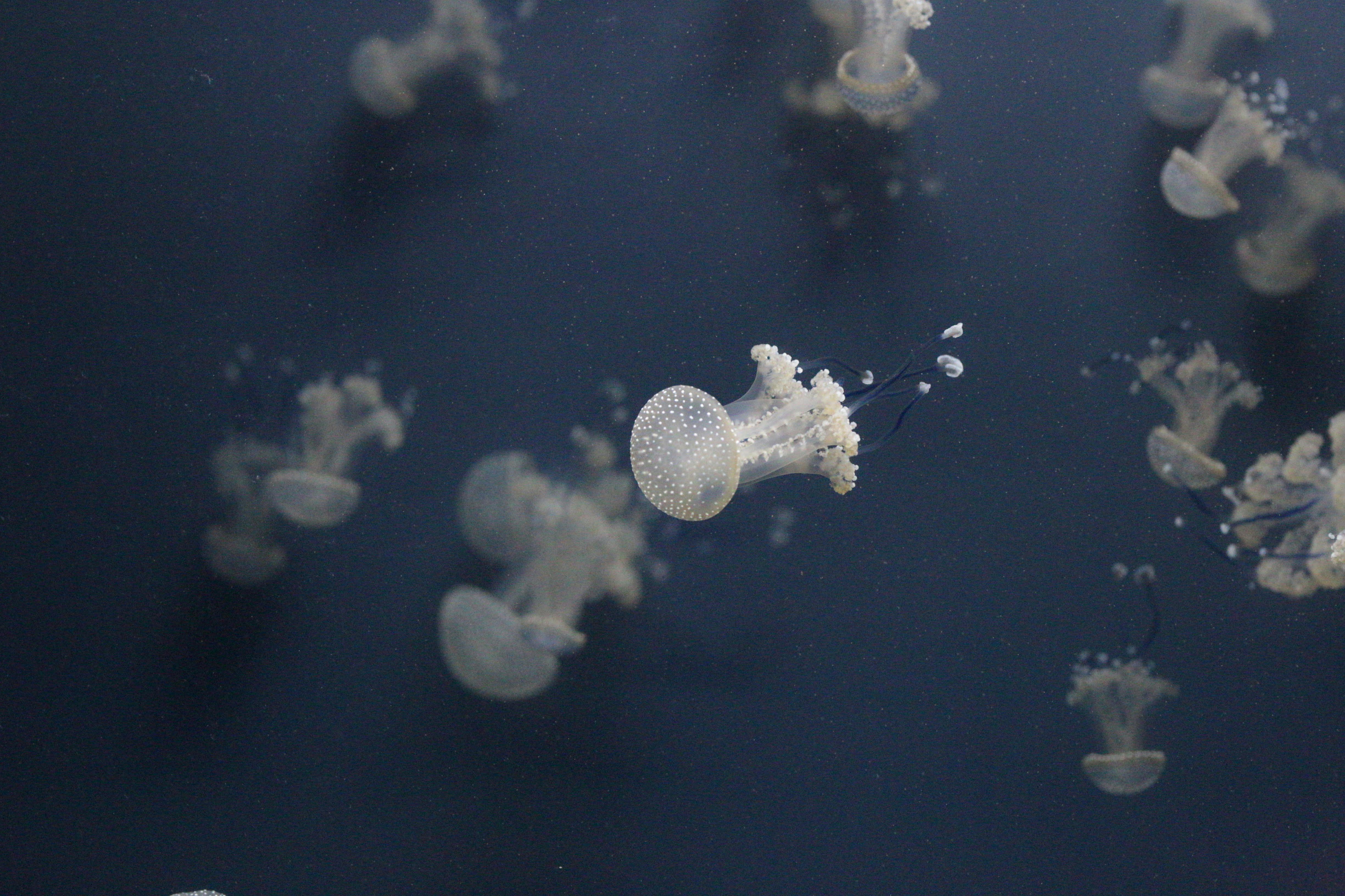 Closeup Photo of Jellyfish · Free Stock Photo