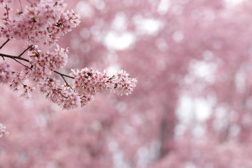 Branch of Pink Cherry Blossoms
