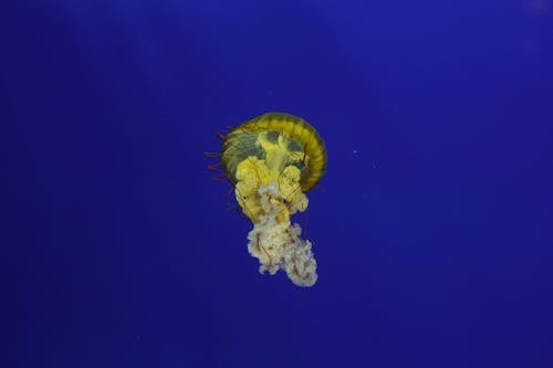 Underwater Photo of a Yellow Jellyfish