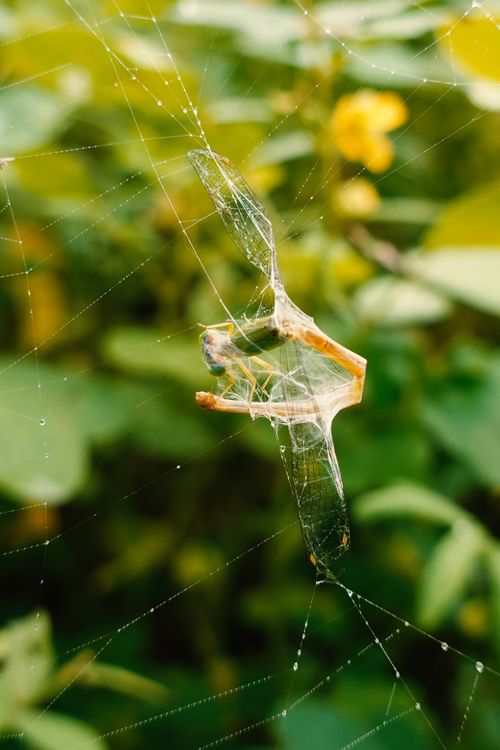 Small Cobweb Close-up of an Insect in a Cobweb · Free Stock Photo