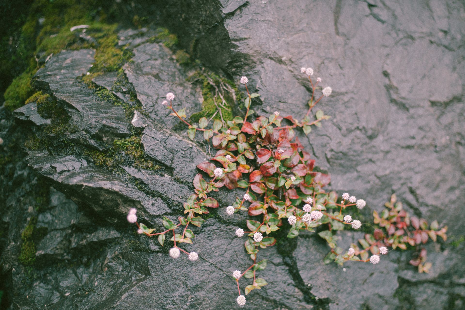 Japanese Knotweed Growing from a Crack in the Rock
