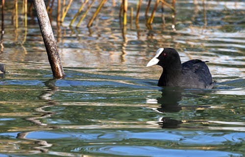 garda gölü, kuş gözlemciliği, kuşlar içeren Ücretsiz stok fotoğraf