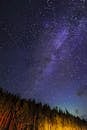 森林上方的夜空中，银河系生动地展现了宇宙的奇迹