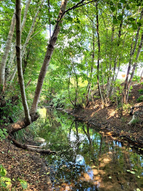 Ditch with Water Surrounded by Trees