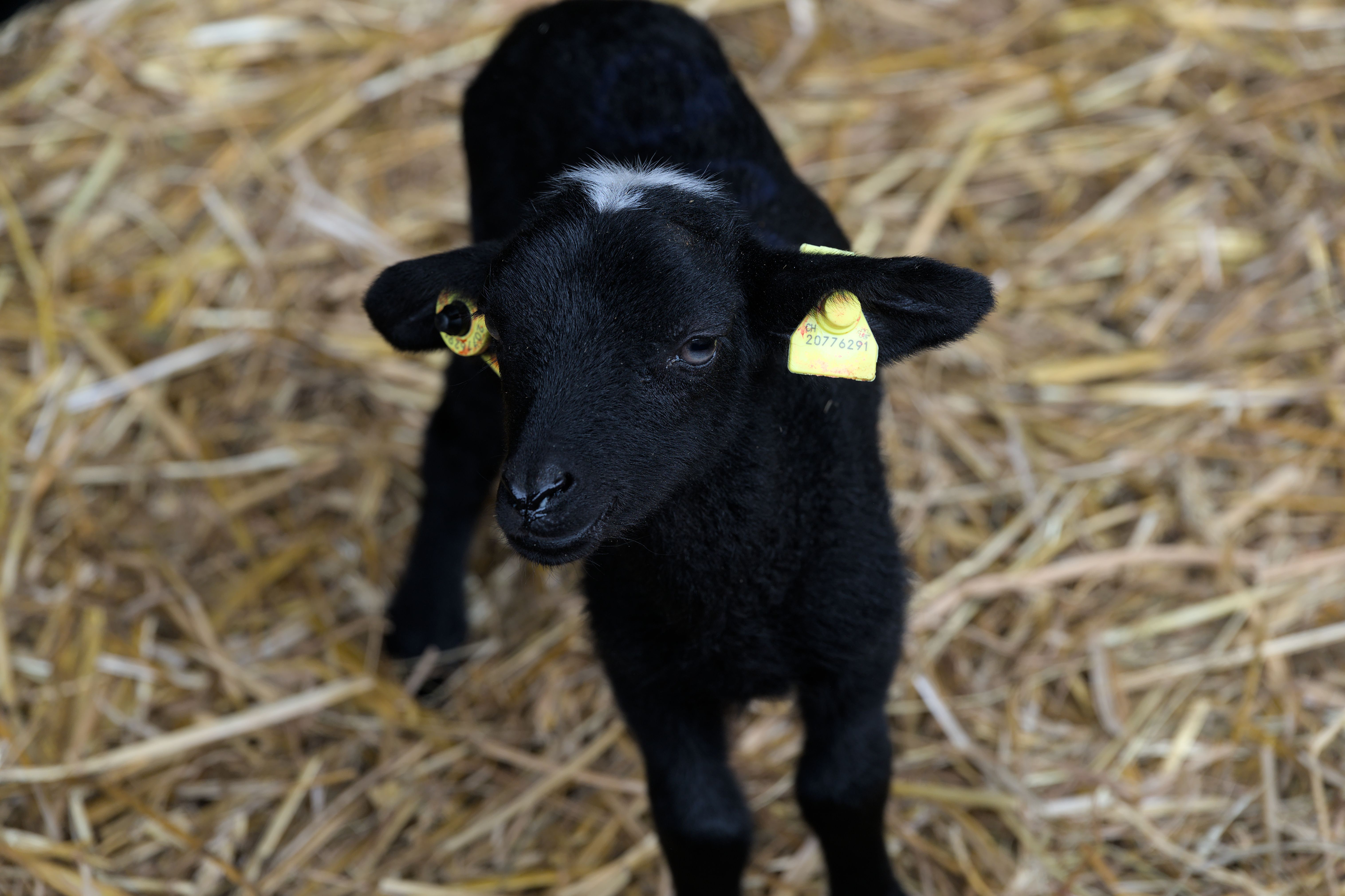comment s'appelle le bébé de la chèvre - Développement et étapes de croissance du chevreau