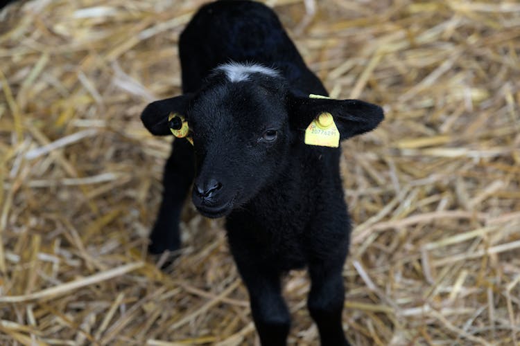 Close Up Of Black Goat Kid