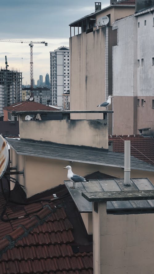 binalar, çatılar, dam içeren Ücretsiz stok fotoğraf