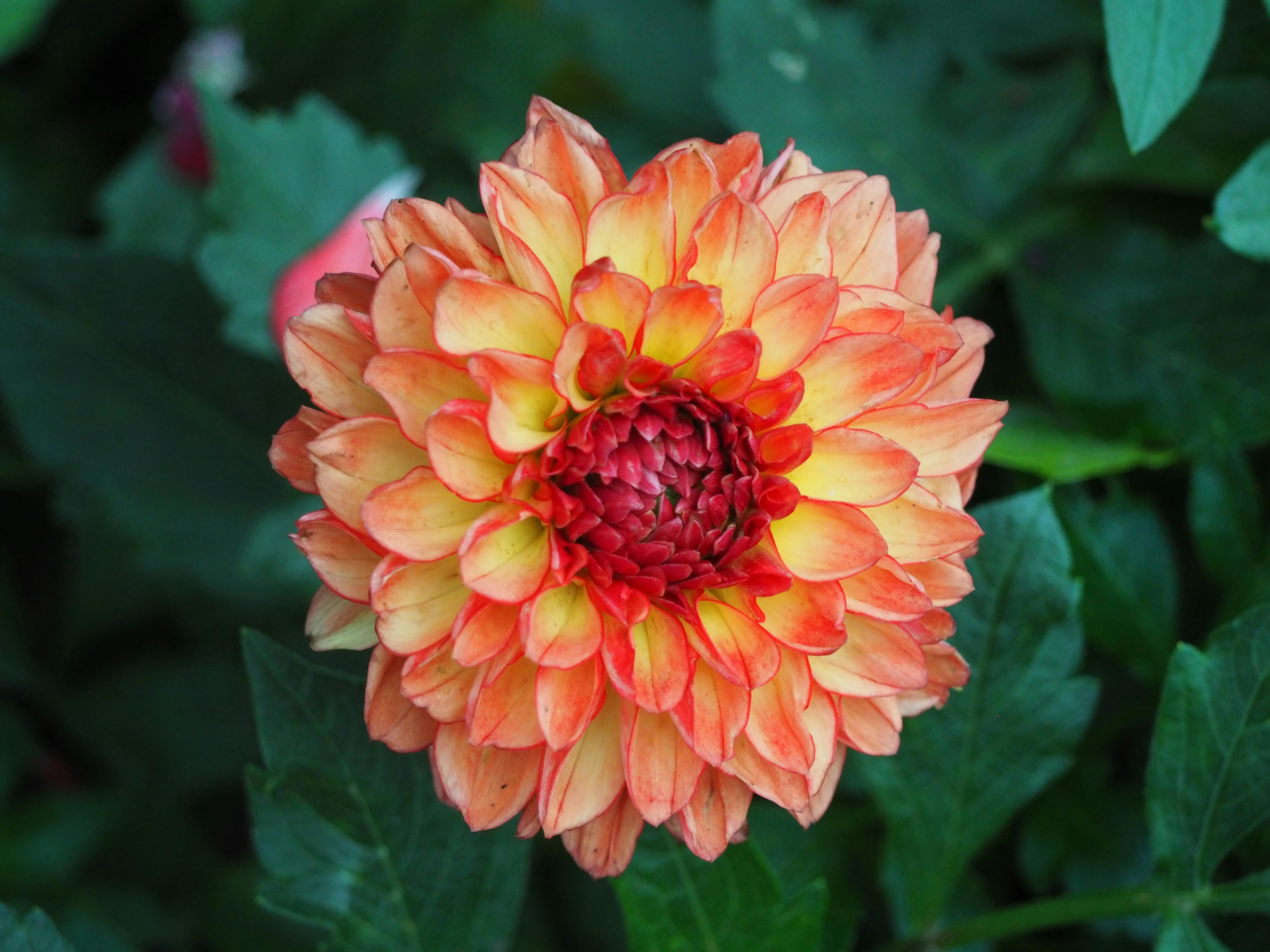 a close up of an orange flower with a yellow center