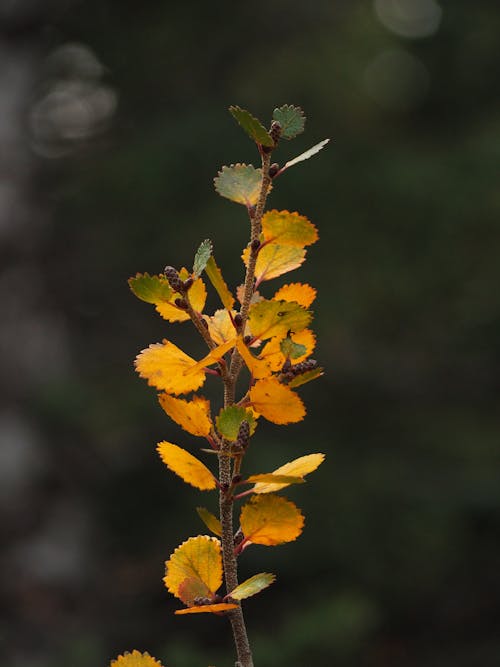 Foto profissional grátis de beleza natural, declínio, fechar-se