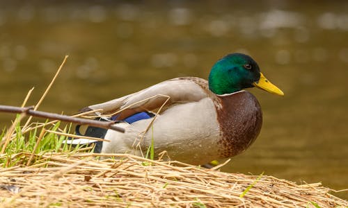 Mallard Drake Duck on the Riverbank