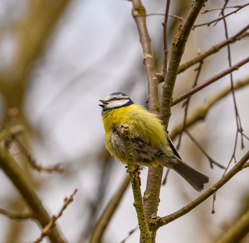 Close up of Eurasian Blue Tit Birds