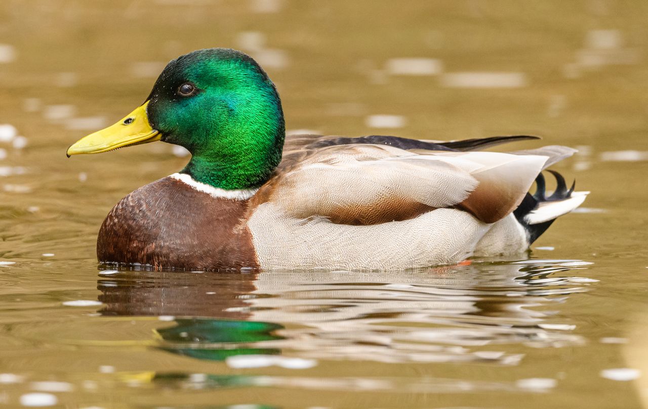 close up of a colorful mallard duck gracefully floating on calm water
