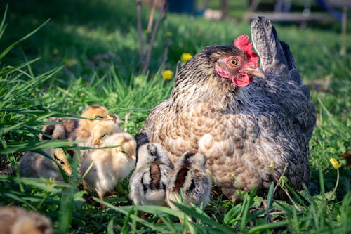 Free Hen Looking After the Little Chicks Stock Photo