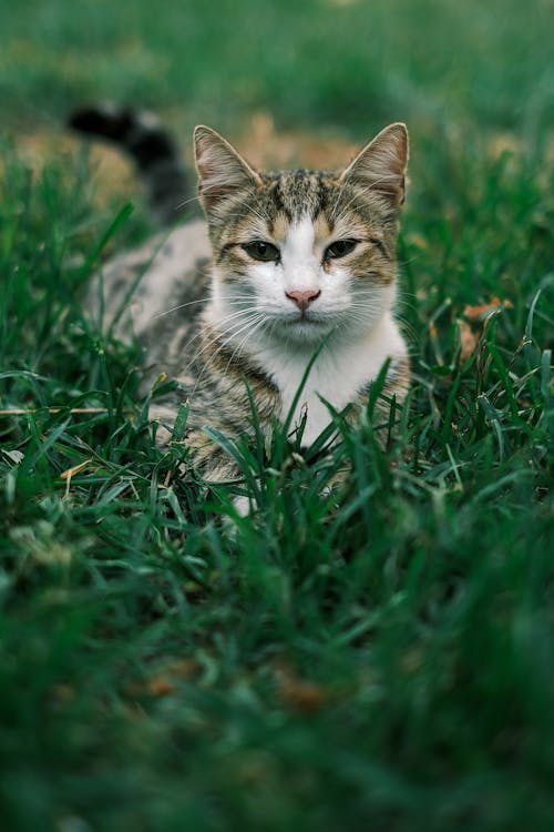 Cat Lying Down on Grass
