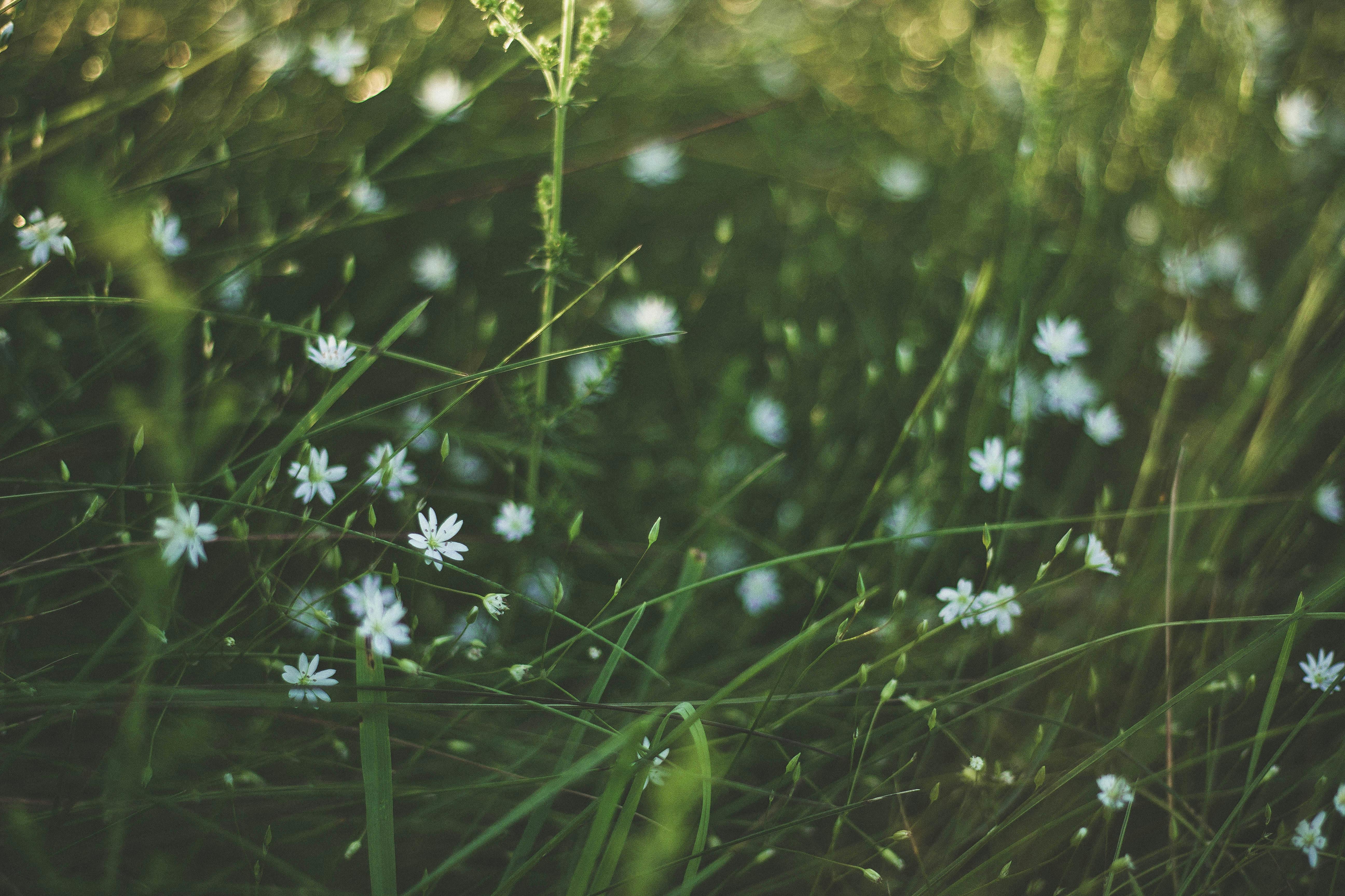阳光明媚的草地上，郁郁葱葱的绿草丛中点缀着白色的野花，构成了一幅宁静的场景