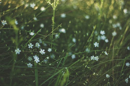 Witte Bloemen