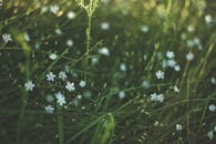 阳光明媚的草地上，郁郁葱葱的绿草丛中点缀着白色的野花，构成了一幅宁静的场景