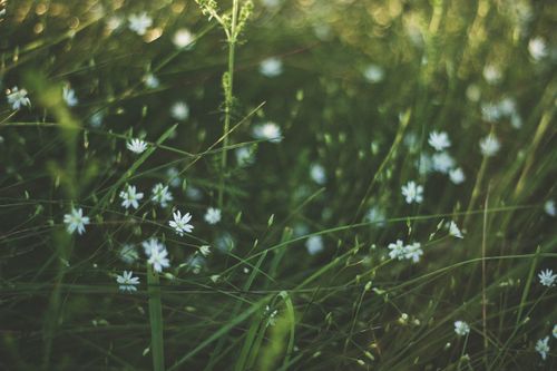 White wildflowers among lush grass by Valeria Boltneva on Pexels
