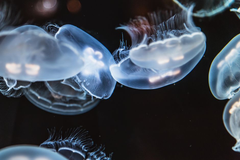 Mesmerizing close-up of glowing jellyfish showing translucence underwater.