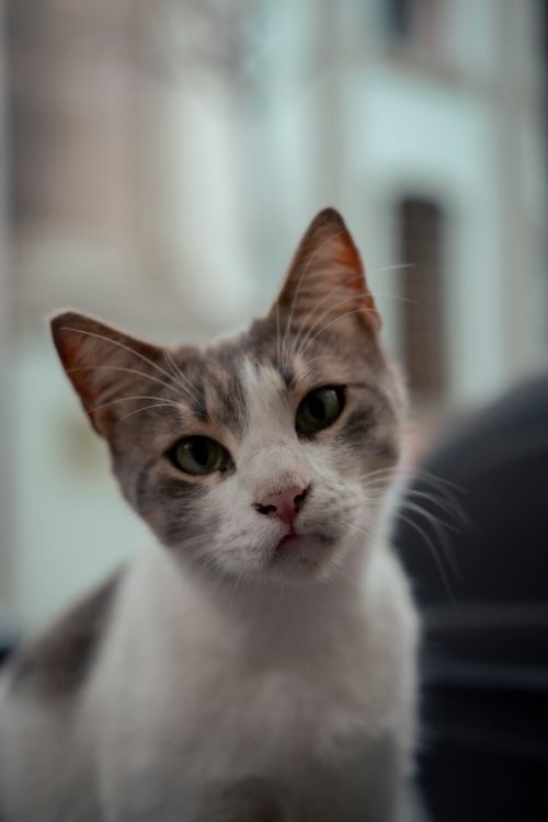 Free Close-up of a domestic cat with curious expression, showcasing its charming features. Stock Photo