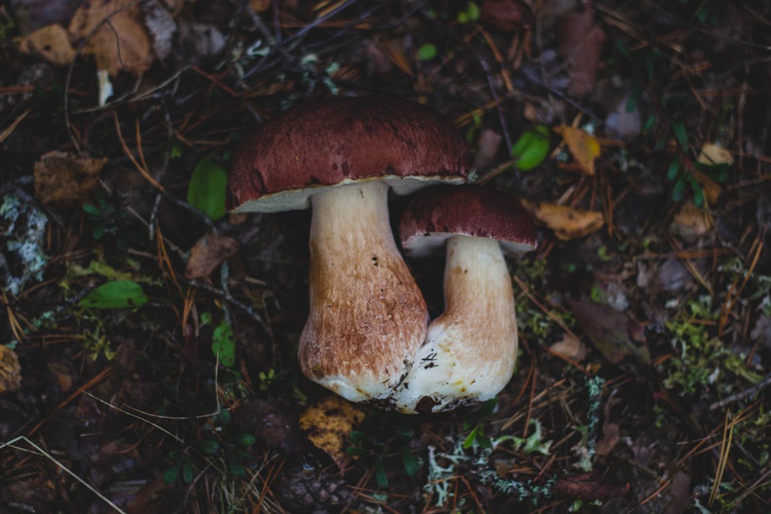 Free 2 Mushroom on Land Stock Photo