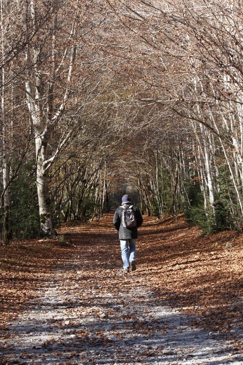 Free Man walking on forest path in fall near Huesca, Spain Stock Photo