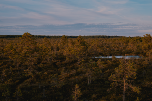Free Captivating aerial view of a tranquil forest with lush green trees and a small pond at sunset. Stock Photo