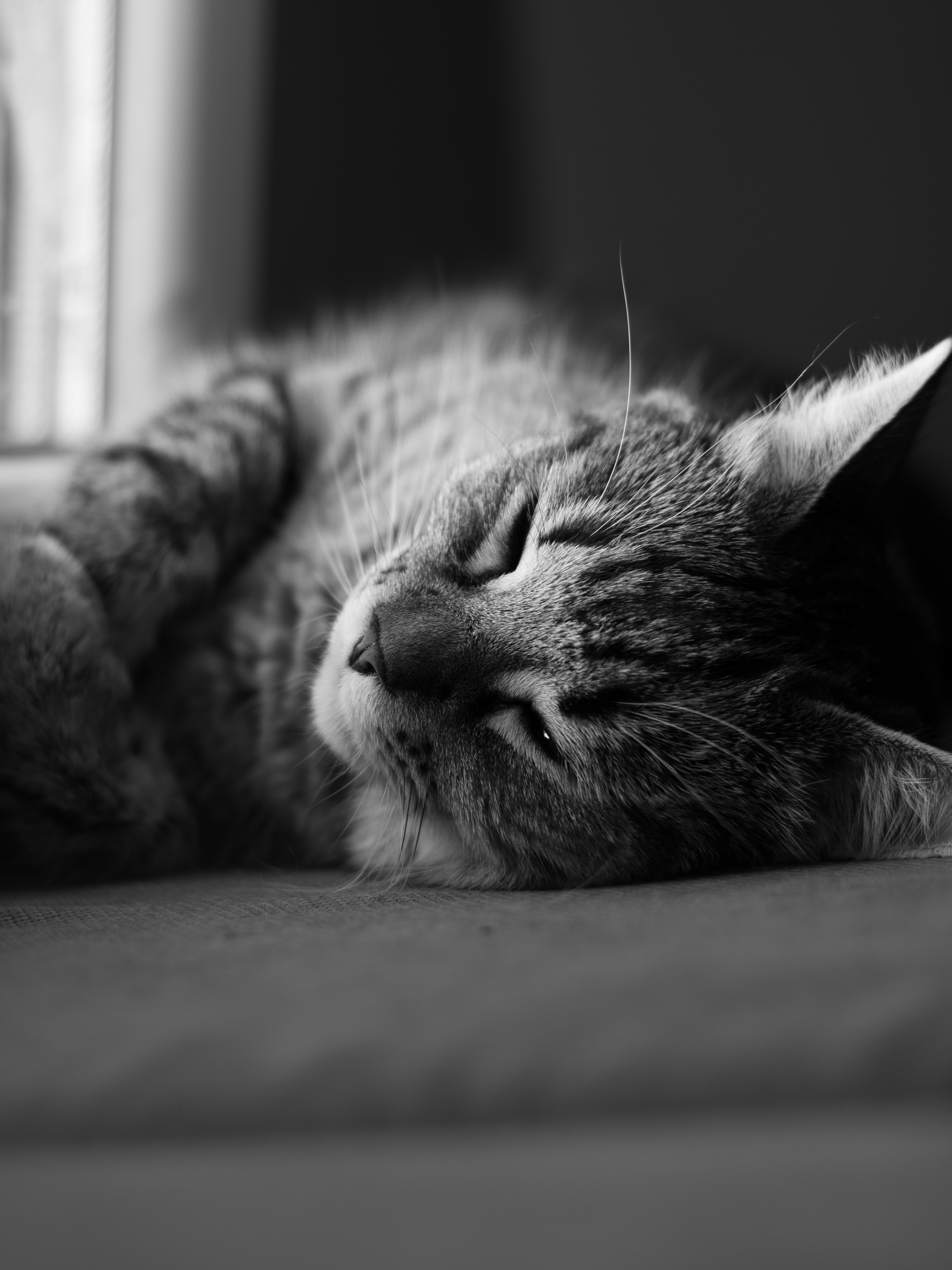 A Tabby Cat Sleeping · Free Stock Photo