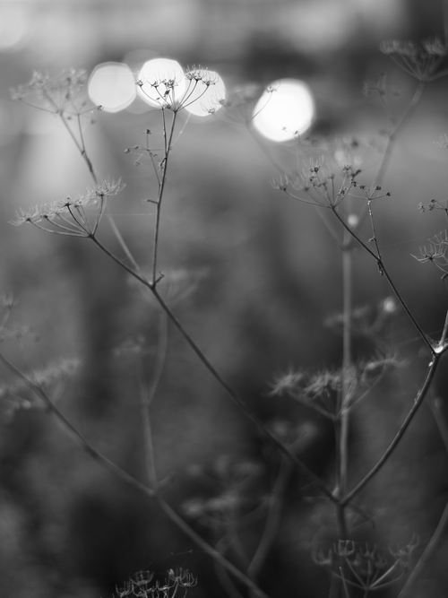 Free Close-up black and white photo of delicate plant stems with blurry bokeh background. Stock Photo