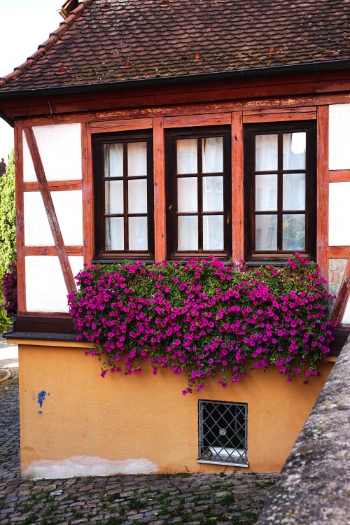 Free A picturesque half-timbered house with vibrant purple flowers under the windows. Stock Photo